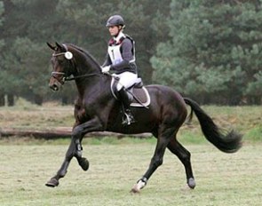 Buckingham at the 2014 Autumn 70-day Stallion Performance Testing in Adelheidsdorf :: Photo © S. Busse