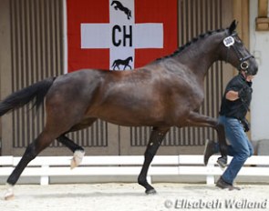 Jazz Girl ZS (by Olivi x De Niro) was named champion at the 2014 Swiss Warmblood Elite Mare Show :: Photo © Elisabeth Weiland