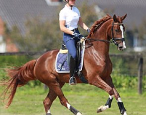 Veronique van Beukelen on Silvia Rizzo's 3-year old Westfalian mare Blickfang (by Belissimo M x Furst Piccolo)