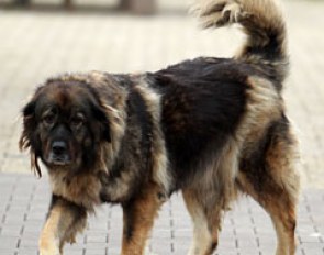The Caucasian shepherd at Van Baalen