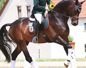Kay Pawlowska and Furstenstern at the Burgstadt Bundeschampionate qualifier :: Photo courtesy Landsgestut Moritzburg