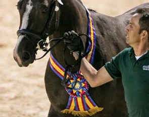 Danseuse MF became the 2014 Devon Breed Show Grand Champion :: Photo © Stacy Lynne