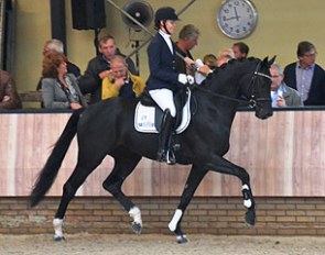 Galaxy Win T at the saddle presentation in Ermelo before the start of the 2014 KWPN Autumn Stallion Performance Testing