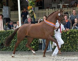 Gamante D wins the 2014 KWPN Mare Championship :: Photo © Dirk Caremans