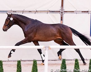 Heartbeat (by Tango x Gribaldi) was selected for the second phase on the second pre-selection day in Ermelo :: Photo © Jessica Pijlman
