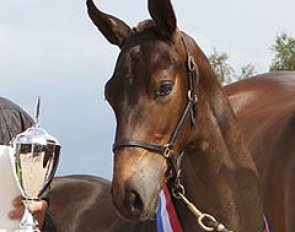 Jambeau (by Apache x Hitchock) was named 2014 KWPN Foal Champion :: Photo courtesy KWPN.NL