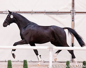 The Totilas x Sir Donnerhall at the second pre-selection day for the 2015 KWPN Stallion Licensing :: Photo © Jessica Pijlman