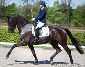 Danielle van Mierlo on Dayana at the Dutch WCYH Selection Trial :: Photo © Focussed.nl