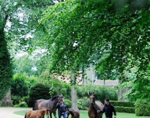 ET foals out of Top Secret: MSJ Cashmere (by Charmeur x Totilas) followed by Front Row (by For Compliment x Totilas) and her San Amour colt San Sebastian