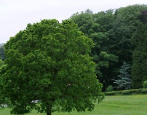 Mount St. John youngstock in the summer fields