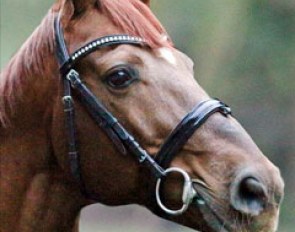 Dimaggio (by Don Primero x World Cup I) :: Photo © LL-foto