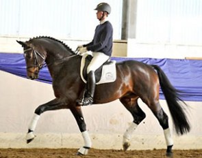 Beltano (by Belissimo M x Hohenstein) :: Photo © Kiki Beelitz