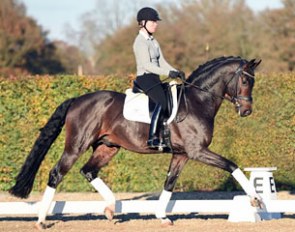 Kira Wulferding and For Romance training at the Lodbergen dressage performance center :: Photo © Tanja Becker/equitaris.de