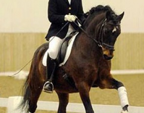 Pony breeding stallion Caesar 171