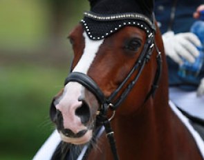 Carlotta Rogerson's Vincento Royal