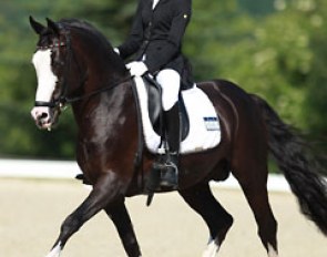 Noa Prijs on Domino at the 2014 CDIO-P Hagen :: Photo © Astrid Appels