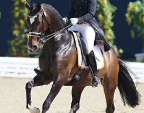 Mirelle van Kemenade-Witlox on Vivaldo (by Polansky x Montecristo). They made their international Grand Prix debut. The pair represented Holland at the 2007 and 2008 World Young Horse Championships