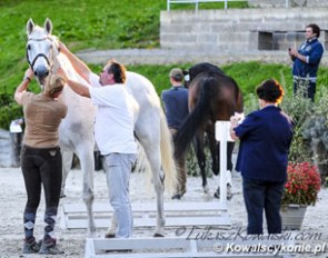 The horse inspection in Kaposvar