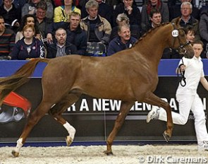 Galandro (by Bon Bravour x Donnerhall) at the 2014 KWPN Stallion Licensing :: Photo © Dirk Caremans