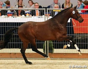 Genesis (by Lord Leatherdale x Metall) at the 2014 KWPN Stallion Licensing :: Photo © LL-foto