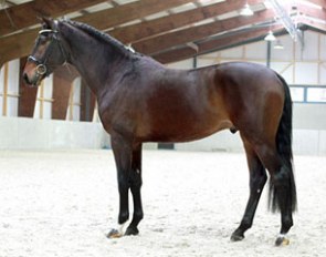 Gibson (by Jazz x Lingh) sold to Russia at the 2014 KWPN Select Sale