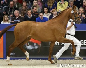 Gladstone M.H. (by Bordeaux x Montecristo) at the 2014 KWPN Stallion Licensing :: Photo © Dirk Caremans
