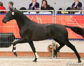 Glamourdale, champion of the 2014 KWPN Stallion Licensing :: Photo © LL-foto