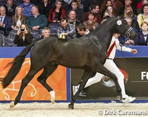 Governor (by Totilas x Jazz) at the 2014 KWPN Stallion Licensing :: Photo © Dirk Caremans
