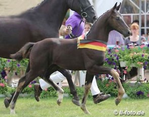 The For Romance x De Niro that was named champion colt at the 2014 German Foal Championships :: Photo © LL-foto