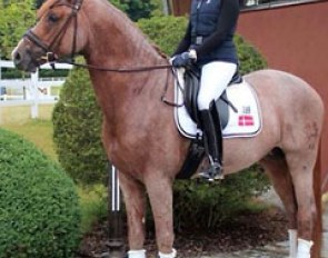 Fie Skarsoe and her new ride, Trakehner licensing champion Donauruf
