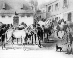 Horses at the Marbach Mare Fountain End of 19th century :: Drawing © Marbach Stud Archive