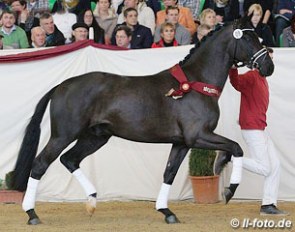 The auction price highlight at the 2014 South German Stallion Licensing: premium stallion by Destano x Rohdiamant :: Photo © LL-foto