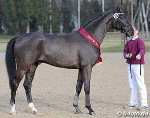 Premium stallion by San Amour x Furst Heinrich :: Photo © LL-foto