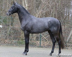 Adorator at the 2014 Trakehner licensing in Munster-Handorf :: Photo © LL-foto