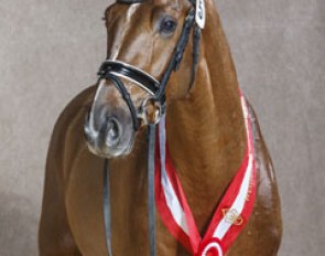 Borsalino, the 2014 Westfalian Stallion Licensing Champion :: Photo © Guido Recki