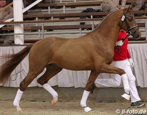 The 2014 Westfalian Licensing Champion Borsalino (by Boston x Fidermark) :: Photo © LL-foto