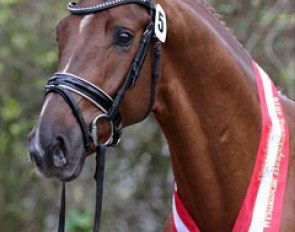 Borsalino (by Boston x Fidermark), the 2014 Westfalian licensing champion