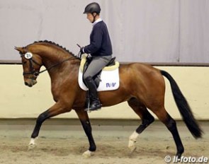 Nymphenburg's First Ampere at the 2014 30-day stallion performance testing in Munster-Handorf :: Photo © LL-foto