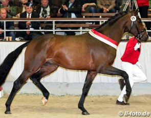 Franziskus x Cornet Fever