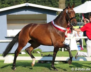 Rhianna (by Rocky Lee x Pavarotti van de Helle) was named champion of the 2014 Westfalian Elite Mare Show :: Photo © LL-foto