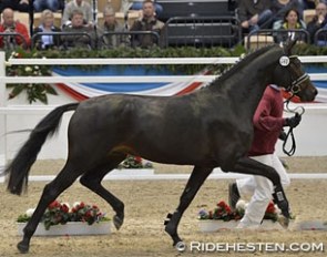 Damon (by Damon Hill x Loutano) at the 2014 Holsteiner Stallion Licensing :: Photo © Ridehesten