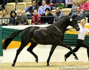 Sir Sansibar was named champion of the 2014 Trakehner Stallion Licensing in Neumunster :: Photo © Stephan Bischoff