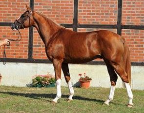 The premium colt by Quaterback x Dressage Royal