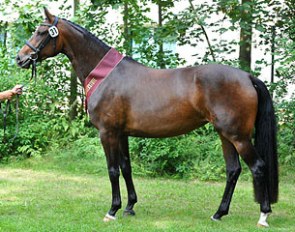 Reserve champion Trakehner mare Helene (by Kentucky x Fahnentrager x Fabian) :: Photo © Bjorn Schroeder