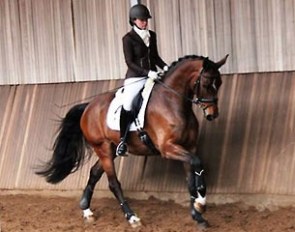 Norwegian WCYH qualified horse Hotmillion (by Hotline x Akinos)