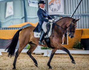 Sally Evans and the Australian warmblood mare A Spider Bite (by A Seduction) at the 2014 CDI Orange :: Photo © Stephen Nowbray