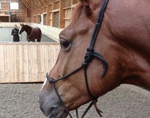 Jessica Michel taking Fusion for a stroll in the indoor arena at Haras de Hus in France