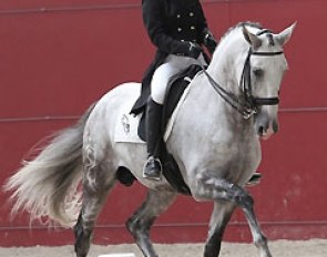 Sarah Warne and her Lusitano stallion Batialo in competition in Portugal
