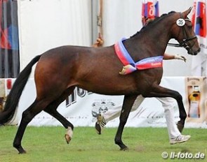 Funf Sterne (by Furstenball x Rubin Royal), champion of the 2014 Oldenburg Elite Mare Show in Rastede :: Photo © LL-foto