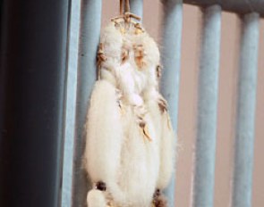 Wizard has a dreamcatcher attached to his stall